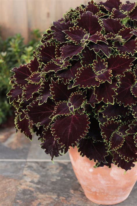 An Ode to Darkness: Exploring Diabolical Witch Coleus